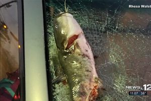 Read more about the article Catfish smashes through windshield of SUV