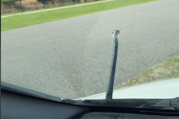 Woman videos snake slithering wildly on her windshield