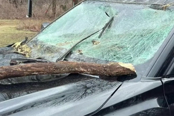 High windows send tree limbs flying into MA man’s windshield