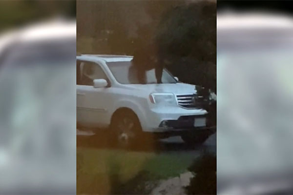 Bear trapped in SUV smashes through windshield to escape